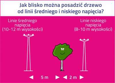 Drzewa pod liniami energetycznymi –  czy należy je sadzić i jak o nie dbać ?